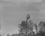 Men putting up electricity poles 